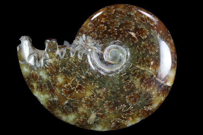 Polished, Agatized Ammonite (Cleoniceras) - Madagascar #97272